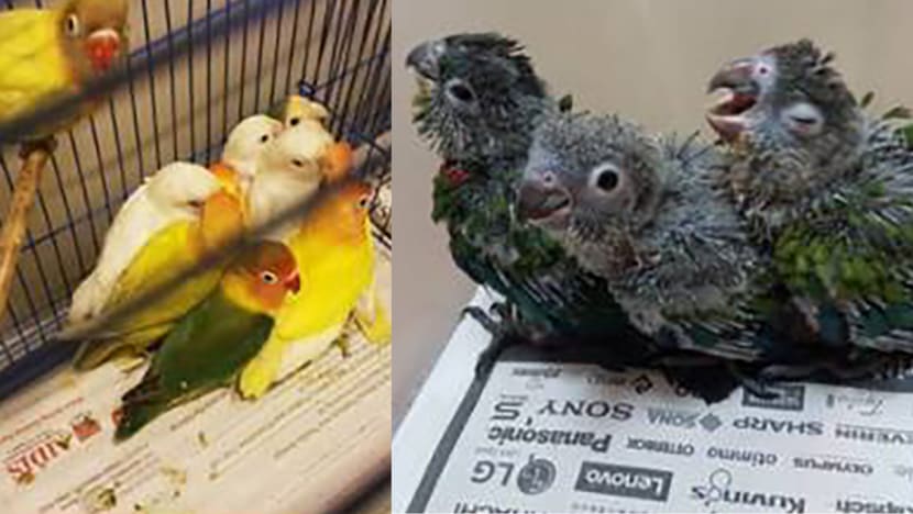 Man jailed for smuggling endangered birds into S'pore; many eventually died from cramped conditions