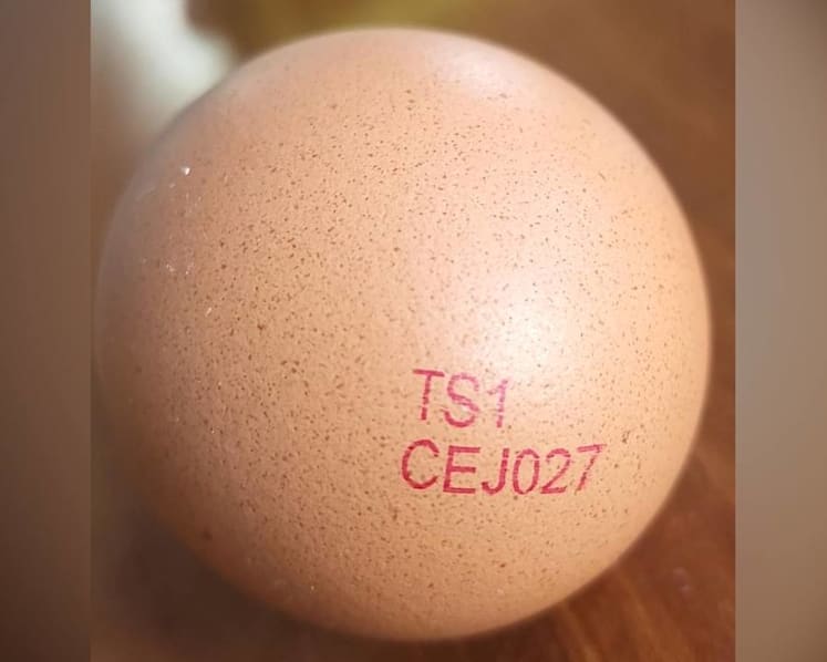 SFA orders recall of eggs from Malaysian farm due to presence of Salmonella bacteria