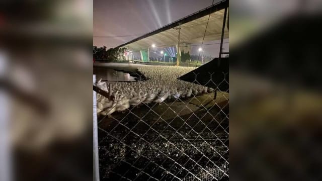 台湾潮人音乐祭射出高空远光灯 养鸭场鸭子踩踏吓死