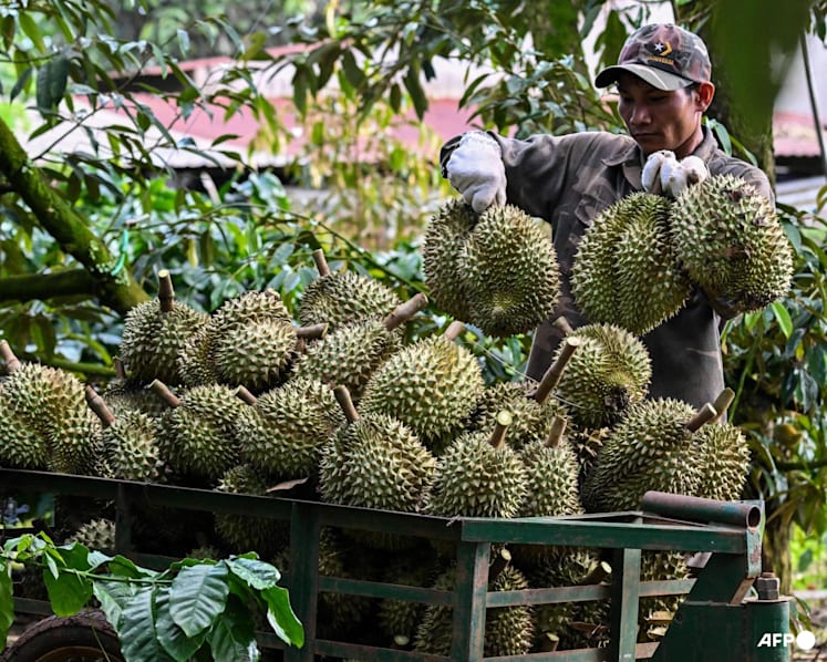 Vietnamese coffee farmers ride China's durian wave