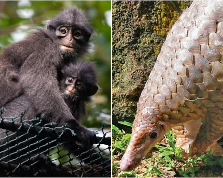 Raffles' banded langur, Sunda pangolin: 5 critically endangered animals in Singapore