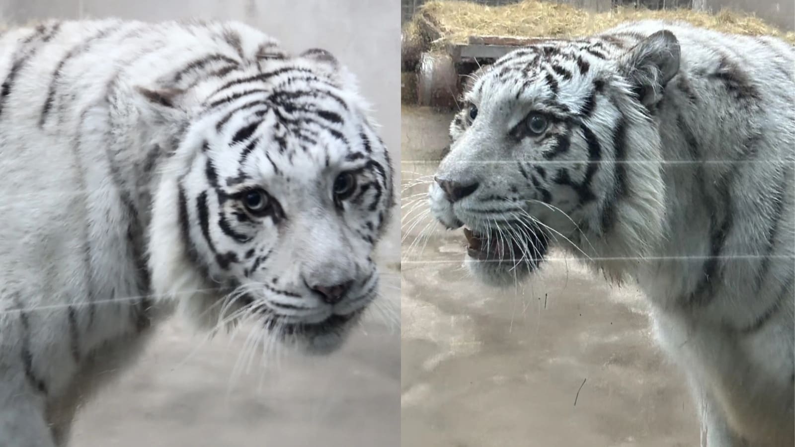 青岛白虎凭美貌走红吸引游客专程打卡- 8world