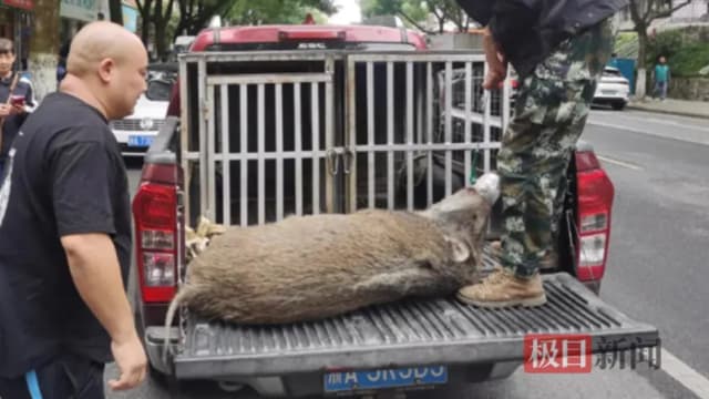 野猪闯进杭州市区伤人 警员“泰山压顶”围捕它