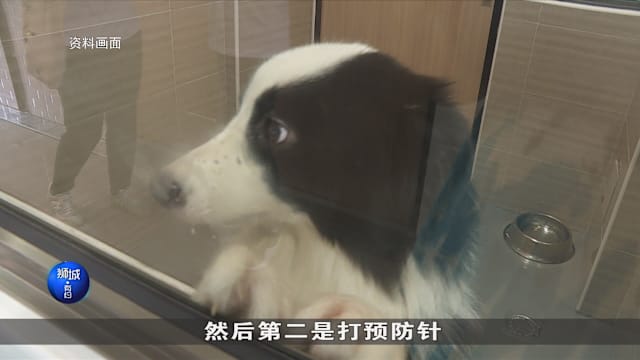 狮城有约 | 马国狂犬病致死 被恶犬追赶如何自保？