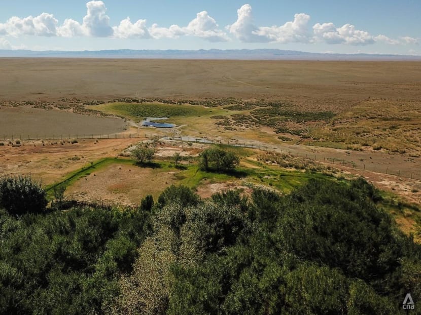 Forests in the desert: Why Mongolia is banking on a billion new trees to halt desertification
