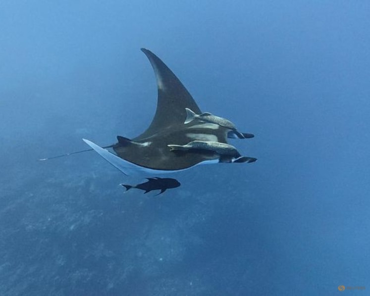 Young giant manta rays stay close to home while adults roam more widely