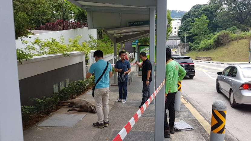 Man suffers cuts to legs after wild boar attack near Hillview condominium