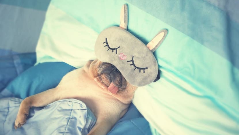 Is it bad to sleep with my pet? Experts weigh health risks and sleep effects