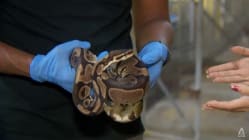 Related article image