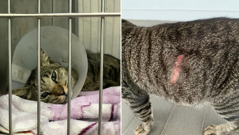 AVS investigating after 10 cats found with slash wounds in Ang Mo Kio