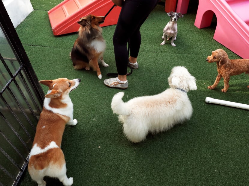 In-breeding of pets will be banned, while pet buyers will be allowed to view the parents of the animals they wish to buy, under new rules that take effect in April 2022.