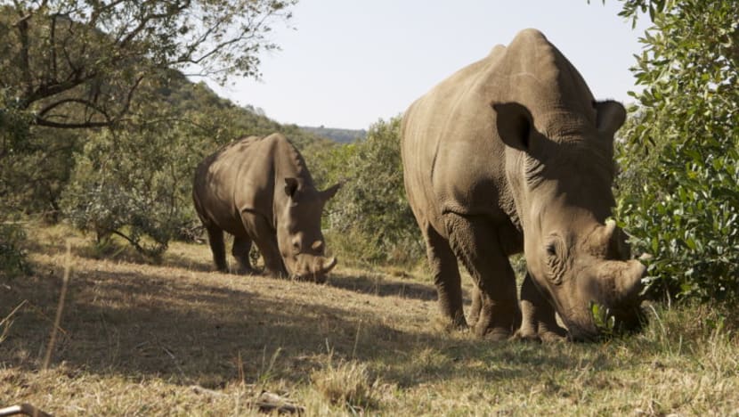 Rhino horn smuggler gets 17 months' jail, the harshest penalty in S'pore for such an offence