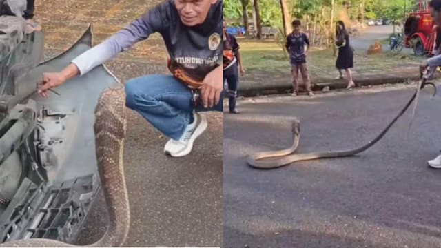 三米眼镜蛇藏轿车 专家花四小时擒蛇