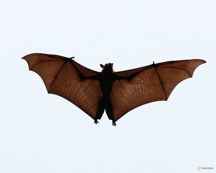 Study reveals evolutionary history of bats, dating back 65 million years