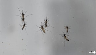 Wolbachia mosquitoes to be released at 4 more sites, including Bedok and Marsiling, to curb dengue