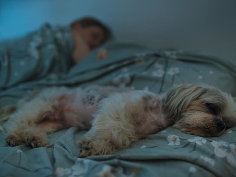 Commentary: Do you share a bedroom with your pets? Here's why that may be keeping you from a good night’s sleep Commentary: Do you share a bedroom with your pets? Here's why that may be keeping you from a good night’s sleep