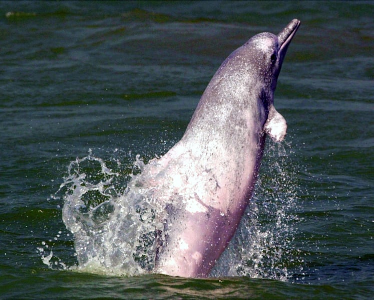 Wild dolphin tours planned for
      Singapore waters