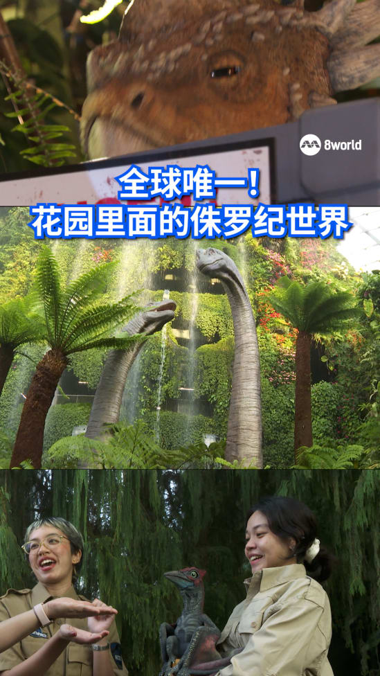 【#晨光第一线】恐龙走进滨海湾花园云雾林，《#晨光聚焦》带你直击幕后，窥探侏罗纪世界的秘密：https://8w.news/4ld6p8o