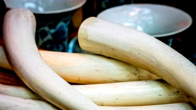 泰警破十年来最大象牙走私案 逮捕九人