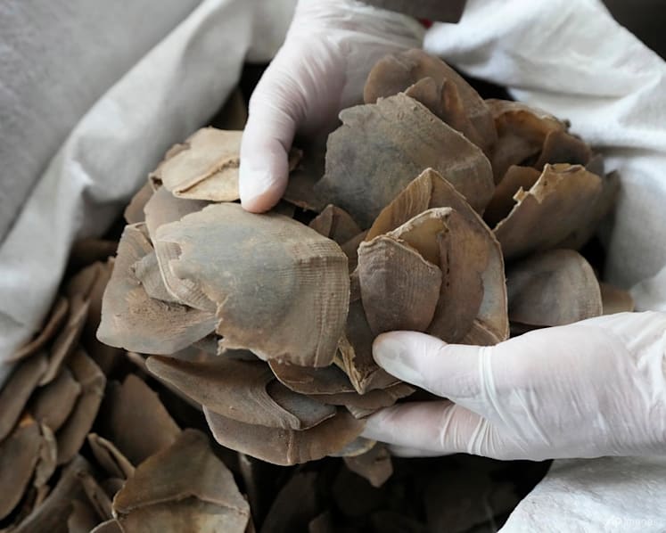 More than a ton of endangered pangolin scales seized in Thailand