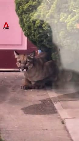 Mountain lion seen roaming San Francisco neighbourhood