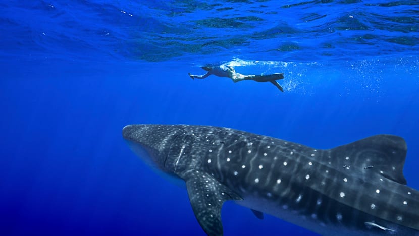 Shark Protections Expanded! Is This Enough to Save Them From Extinction?