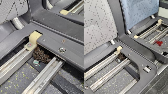 兀兰一带巴士惊见蟒蛇 ACRES尝试两次才抓获