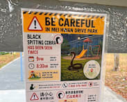 Black spitting cobra seen near Serangoon Gardens remains elusive after NParks' searches