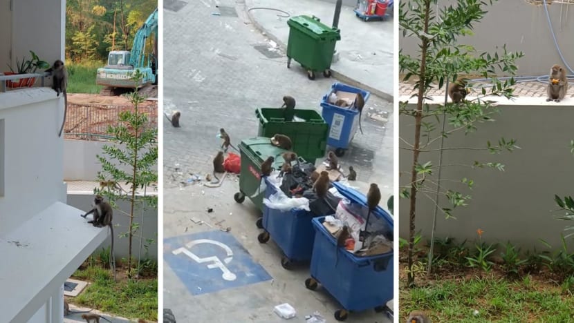 Some Punggol East residents, shopkeepers concerned about monkeys damaging property, stealing food and trying to enter homes