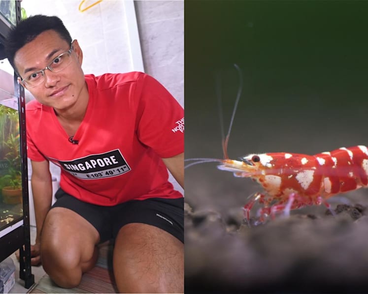 He’s a prawn star: Meet the ornamental shrimp hobbyist with a mission to educate and share