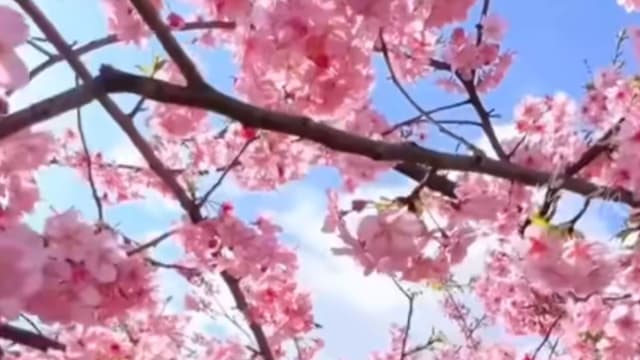 戴隐形眼镜赏花 中国女子视力骤降