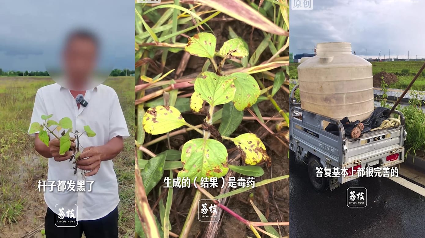 听AI建议喷洒农药 安徽农户150亩芝麻一夜枯萎