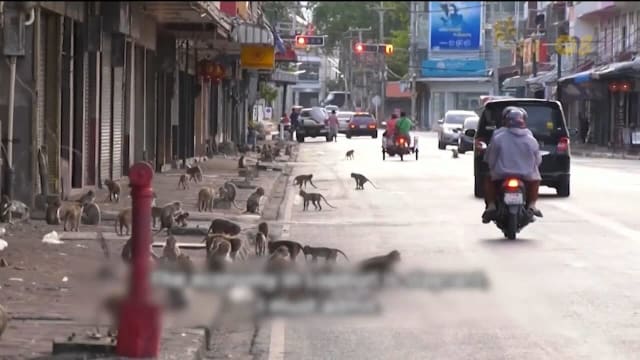 展开新一轮捕猴迁徙 泰国华富里府努力重振市镇
