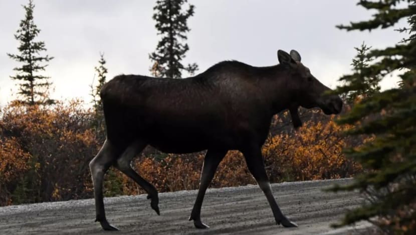 விமானத்தில் அளவுக்கு அதிகமான இறைச்சி - விபத்துக்குள்ளாகி விமானி மாண்டார்