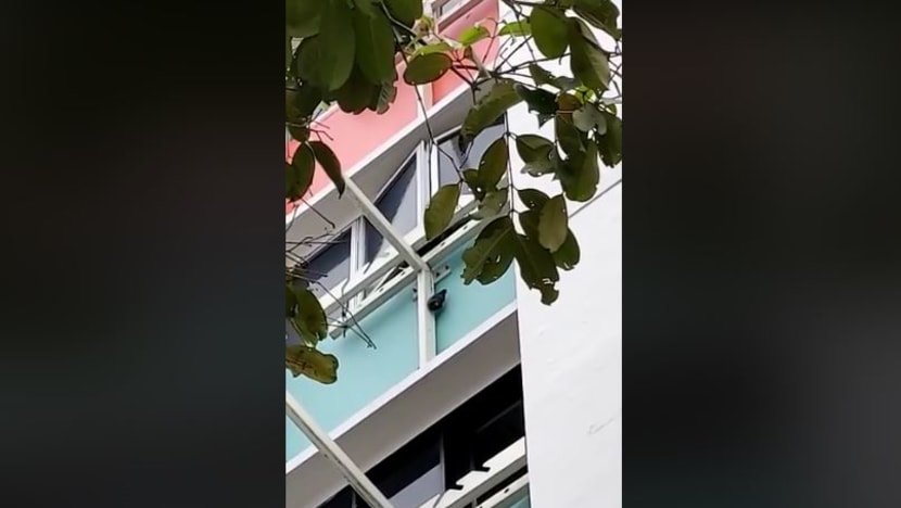 Mynah hanging from laundry pole: Authorities looking into incident; woman responsible could face prosecution