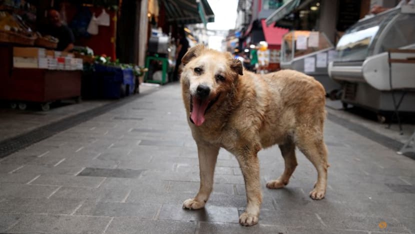 Türkiye passes law to round up stray dogs, opposition vows appeal Türkiye passes law to round up stray dogs, opposition vows appeal