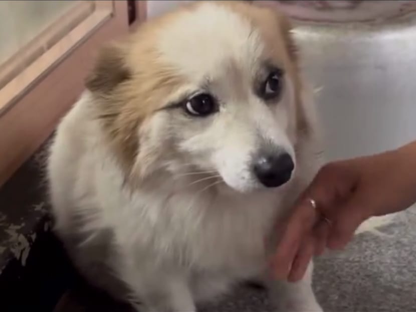 Pudding, the pet dog belonging to South Korean family in Jeju Air crash, rescued by animal rights group