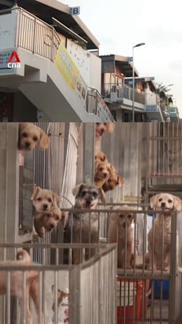 Why 8 commercial tenants at The Animal Lodge failed to have leases renewed