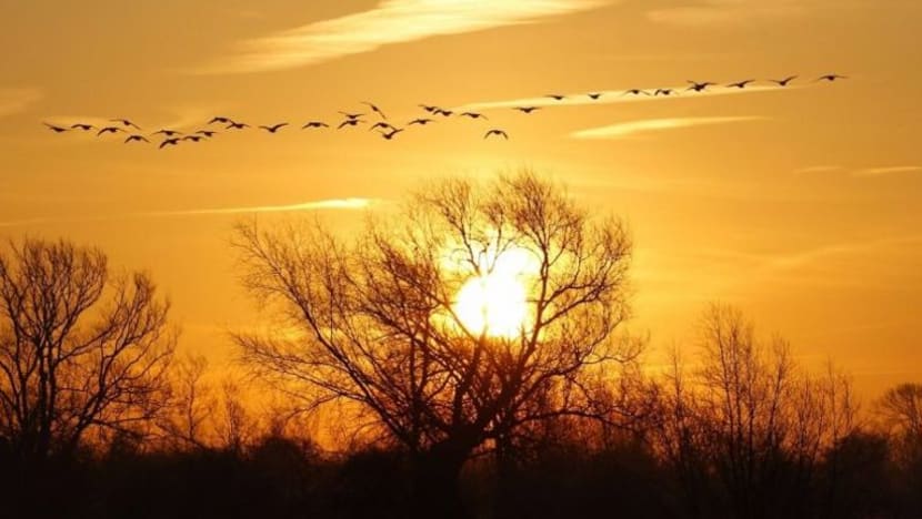 #BeliaSG: Pergi dan Kembali