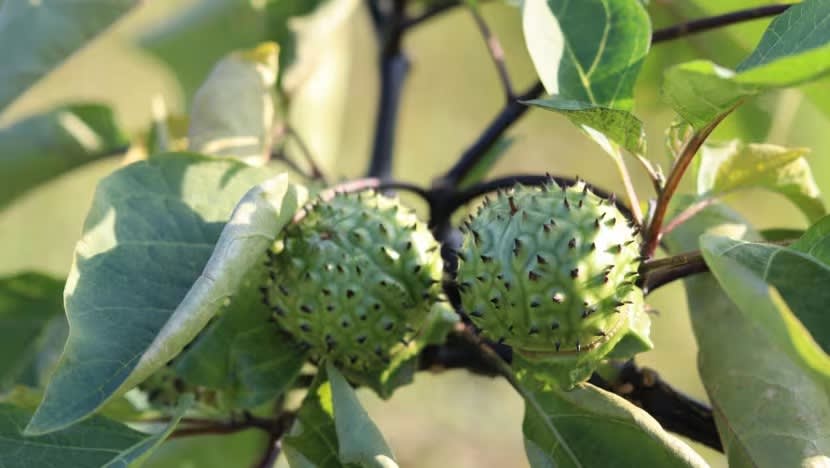 Two dead, around 50 hospitalised in Indonesia’s South Kalimantan after suspected intoxication from Angel's Trumpet plant Two dead, around 50 hospitalised in Indonesia’s South Kalimantan after suspected intoxication from Angel's Trumpet plant