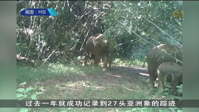 森林被砍伐及与人类冲突 正把越南亚洲象推向绝种边缘