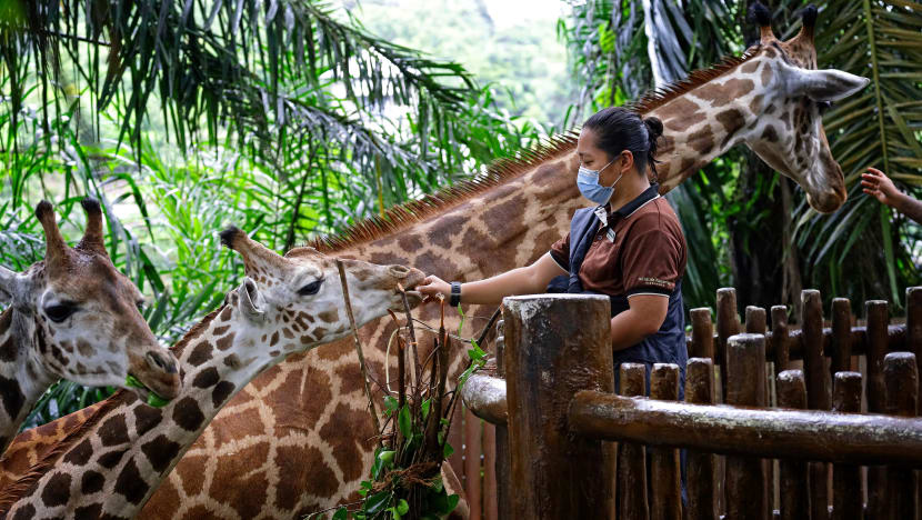 2 giraffes make public debut at Singapore Zoo after nine-day journey from India