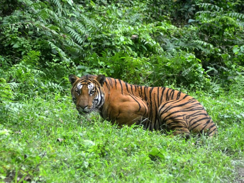 A Bengal Tiger pauses in a jungle clearing a Kaziranga National Park, some 280km east of Guwahati, India. A Bengal Tiger pauses in a jungle clearing a Kaziranga National Park, some 280km east of Guwahati, India.