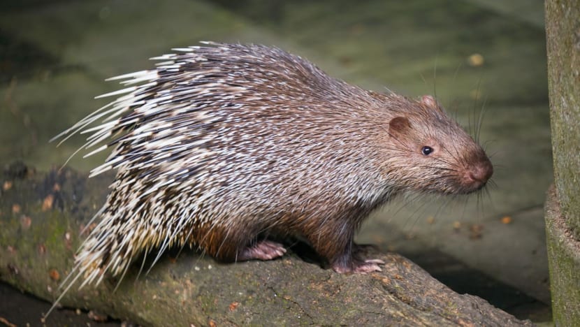‘Excessive’ charge: Bali man facing jail over porcupine pets sparks outpour of public support 