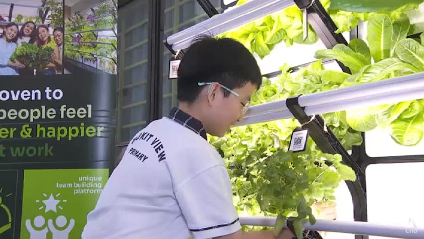 Micro gardens take root in Singapore as urban farming demand grows