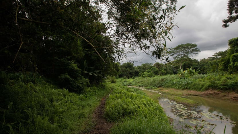 Person taken to hospital after injuring leg in Clementi Forest; carried on stretcher for 2km