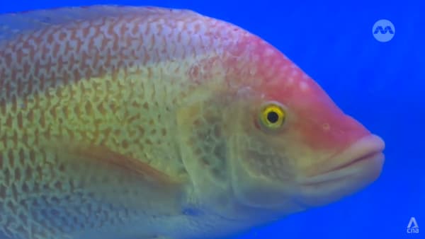 Singapore begins breeding larger, fast-growing tilapia to boost demand for domestic seafood - Channel News Asia (Picture 2)