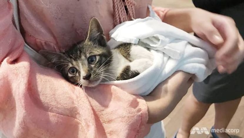 Warga Bangladesh ini selamatkan anak kucing di Waterway Point Warga Bangladesh ini selamatkan anak kucing di Waterway Point