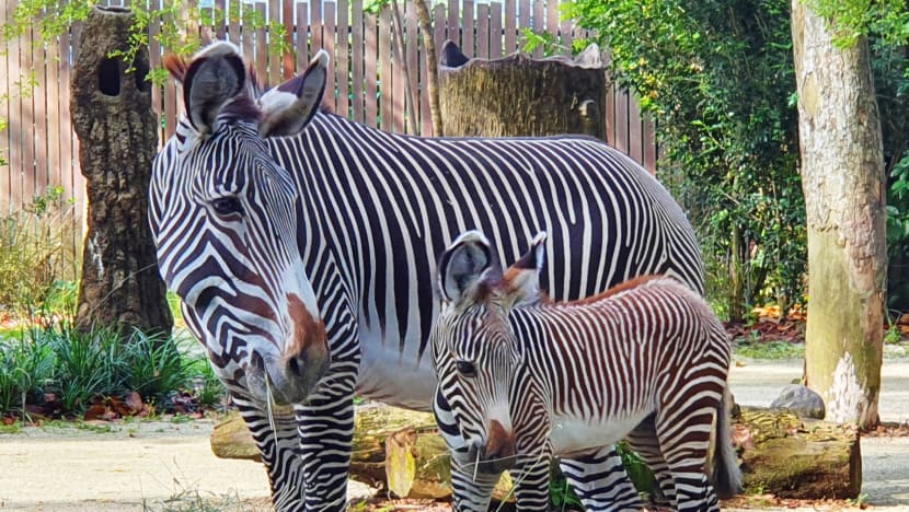Singapore Zoo welcomes endangered Grevy’s zebra foal
