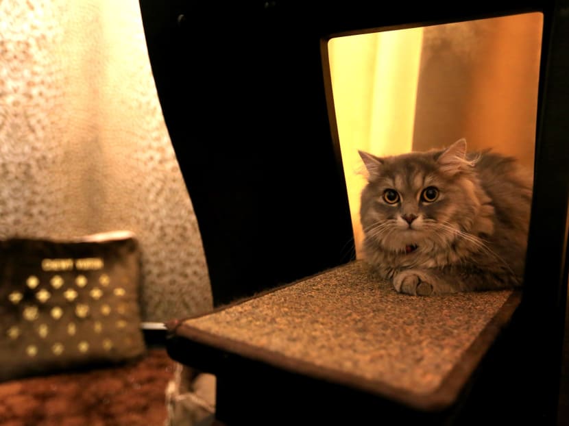 Gallery: It’s a ‘purrfect’ life for Singapore’s pampered pussies
